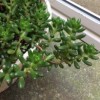 勝手に育ってる観葉植物たち