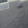 明南町のローソンの道に鳩がいました