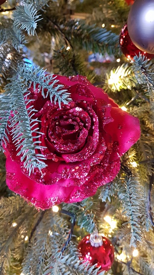 Red rose in Christmas tree